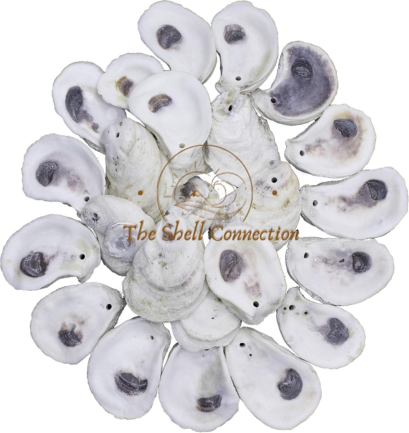 | Drilled Oyster Shells | 2-3