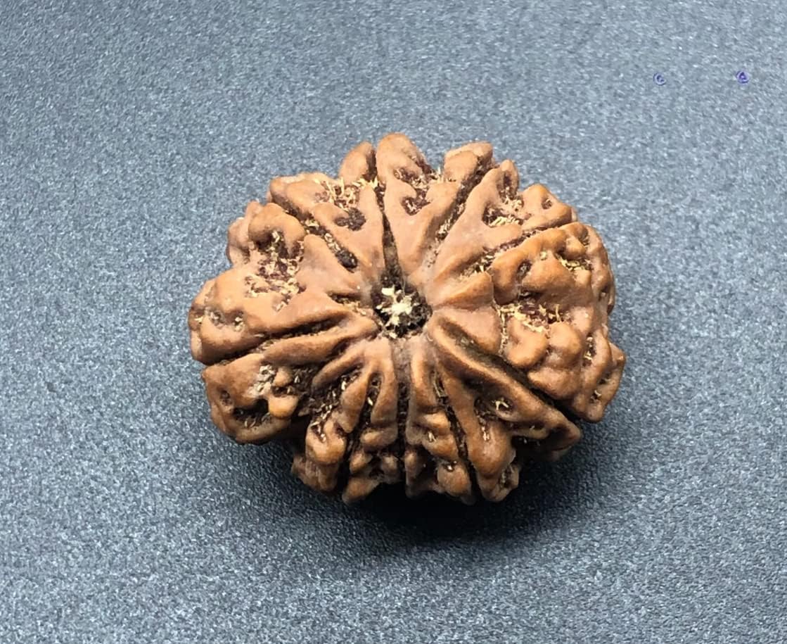 9 Mukhi 27.40mm Nepal Rudraksha 6.32 GMS/Nine Face/Goddess Durga Collector Size Rare Bead IGL Certified Exact Bead