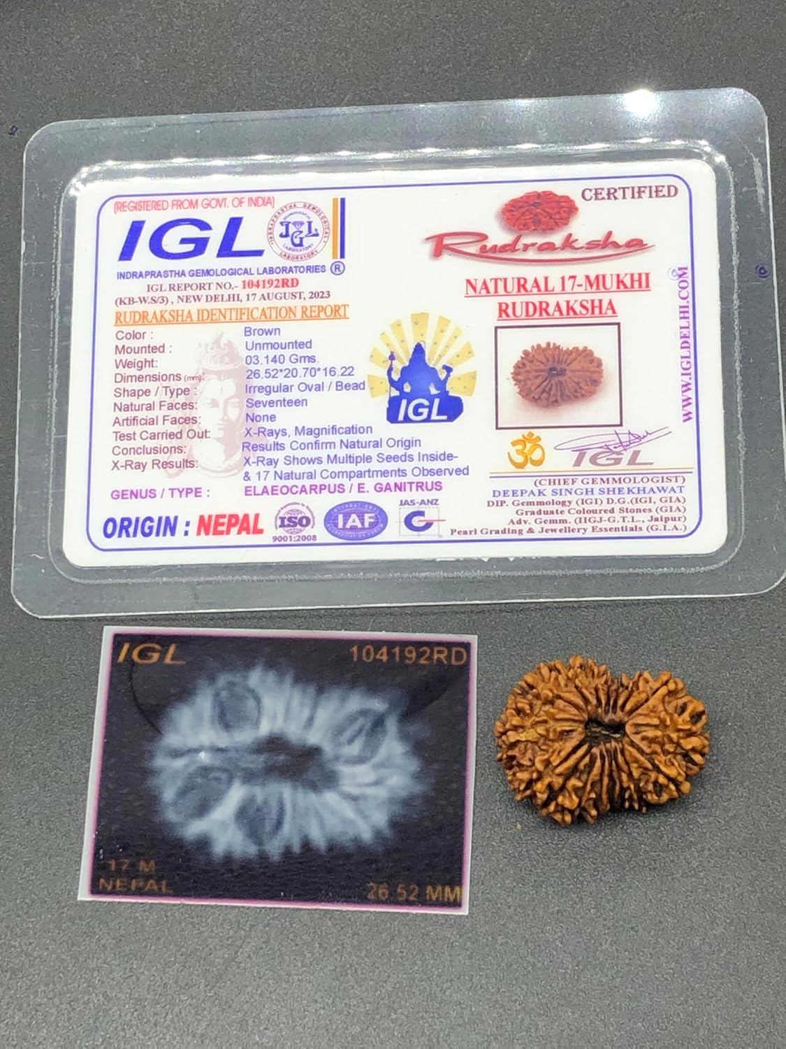 17 Mukhi Rudraksha/Seventeen Face Rudraksh Nepal Bead IGL Lab Certified 26.52 MM