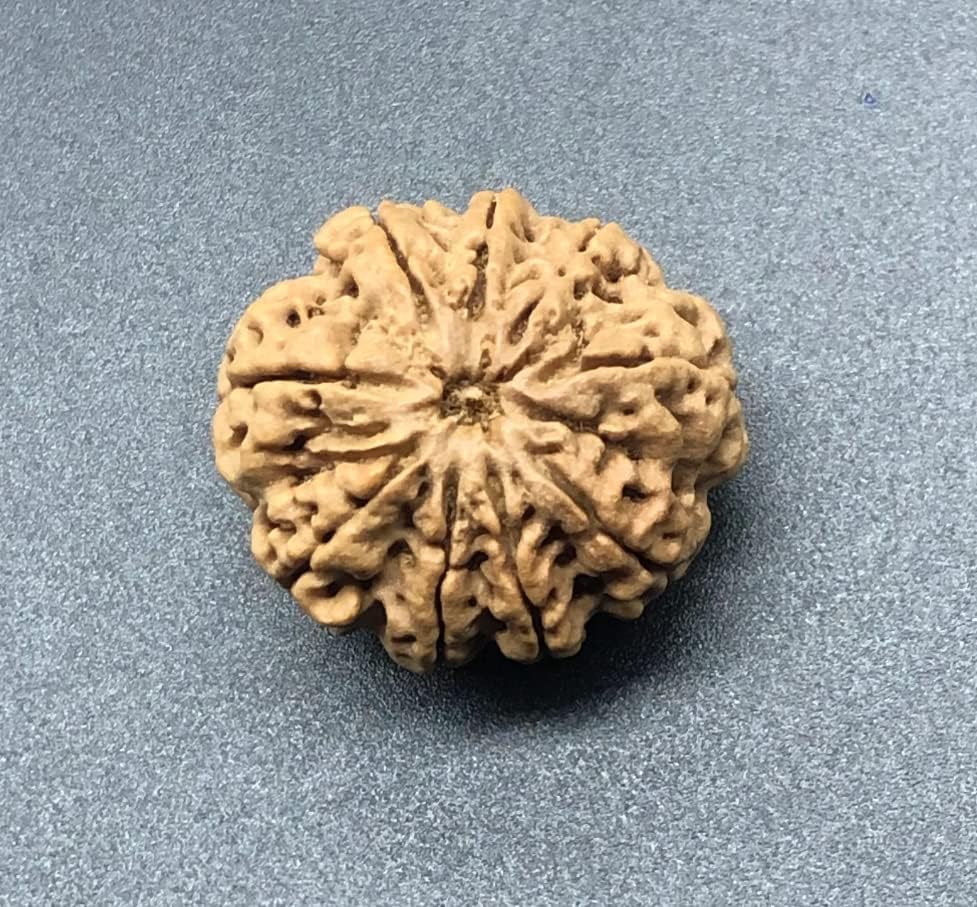 9 Mukhi 26.66mm Nepal Rudraksha 5.04 GMS/Nine Face/Goddess Durga Collector Size Rare Bead IGL Certified Exact Bead