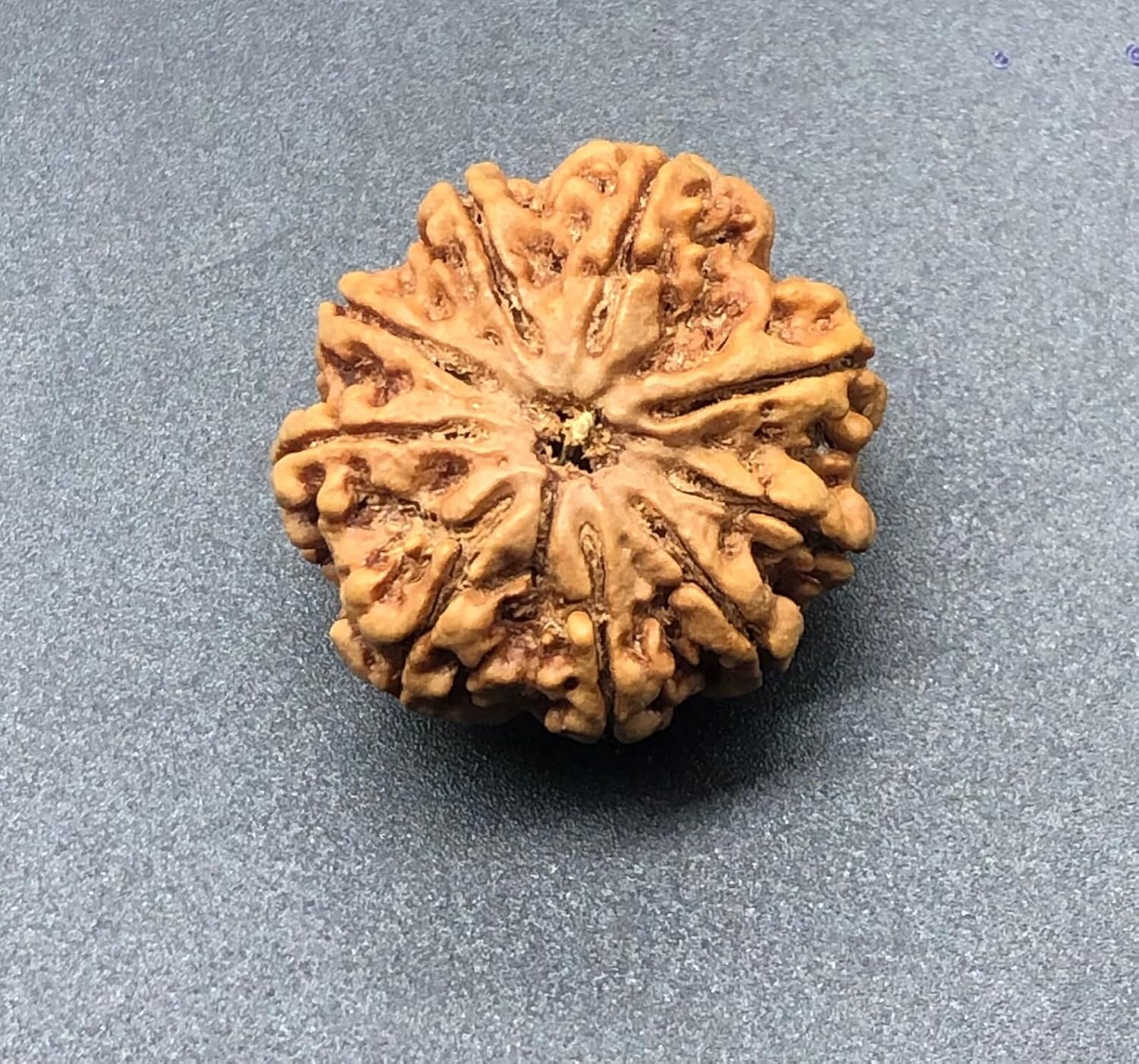 9 Mukhi 28.75mm Nepal Rudraksha 7.07 GMS/Nine Face/Goddess Durga Collector Size Rare Bead IGL Certified Exact Bead