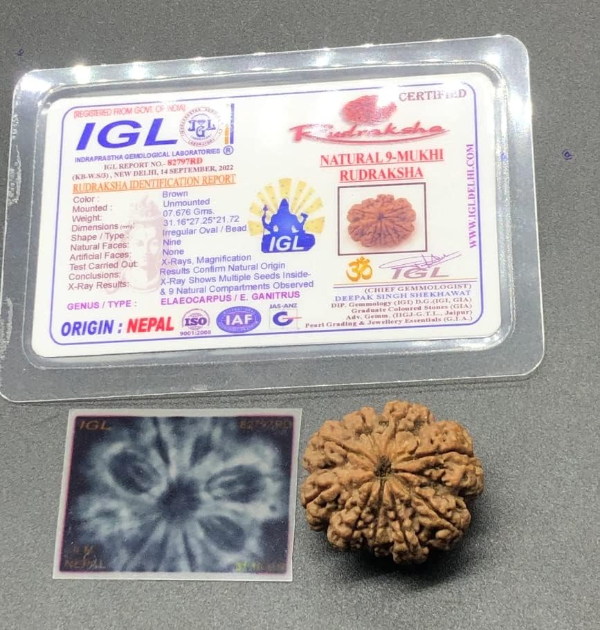 9 Mukhi 31.16mm Nepal Rudraksha 7.67 GMS/Nine Face/Goddess Durga Collector Size Rare Bead IGL Certified Exact Bead