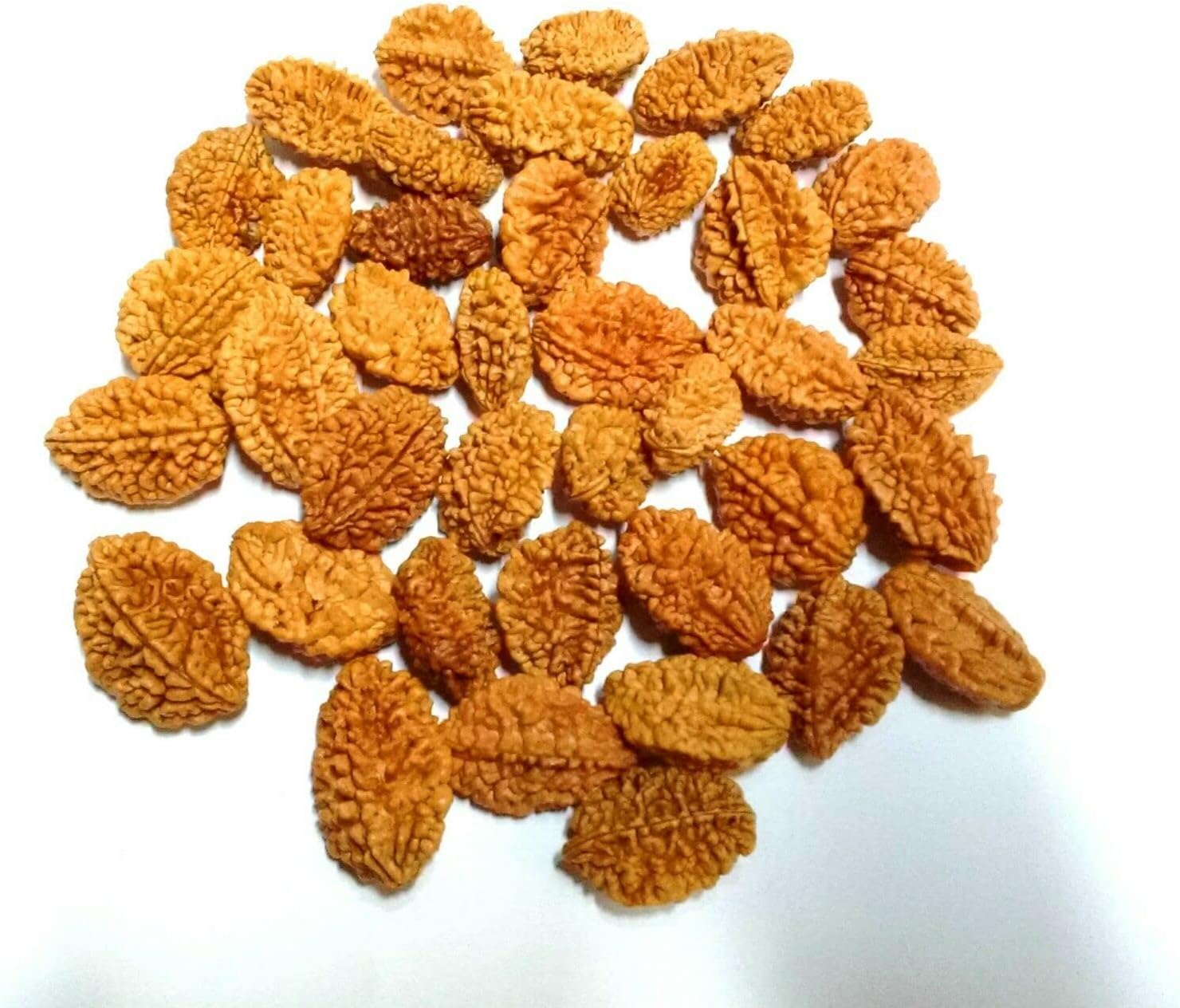 Kavya Shri 101 Pieces 2 Mukhi Rudraksha Two Face Rudraksh Beads Nepal Origin 100% Real