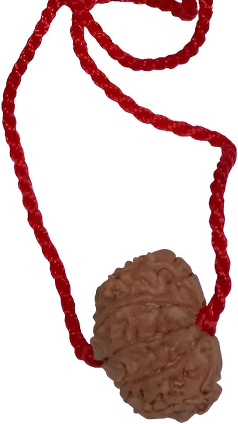 11 Mukhi Nepal Rudraksha Original Adjustable Thread Energized (Large 27mm-28mm)