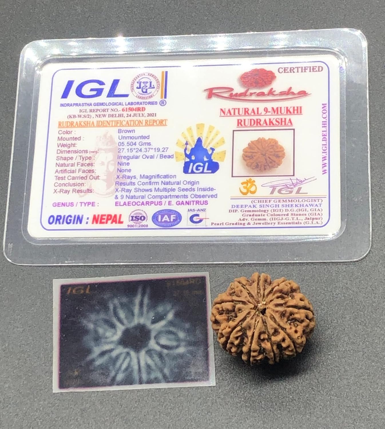 9 Mukhi 27.15mm Nepal Rudraksha 5.50 GMS/Nine Face/Goddess Durga Collector Size Rare Bead IGL Certified Exact Bead