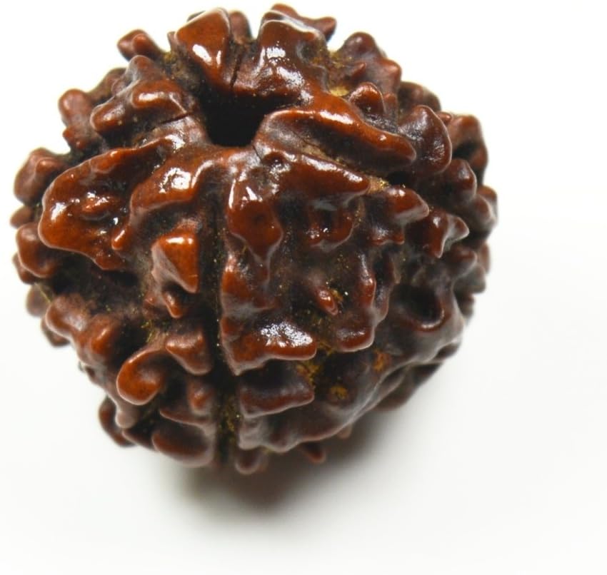 55Carat® 1 2 3 4 5 6 7 8 9 10 11 12 13 Mukhi Gauri Shankar Ganesh Mukhi Nepali Bead Lab Certified Original Rudraksha Real rudrakshi Pure rudrax Meditation Bead for Men and Women