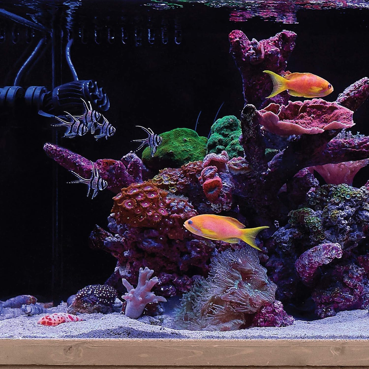 CURRENT USA eFlux Accessory Wave Flow Pump, 660 GPH | Ultra Quiet, Compact Size, Compatible with Loop | Water Pump for Aquarium Fish Tank for Saltwater Reef Marine & Freshwater Aquariums (6004)