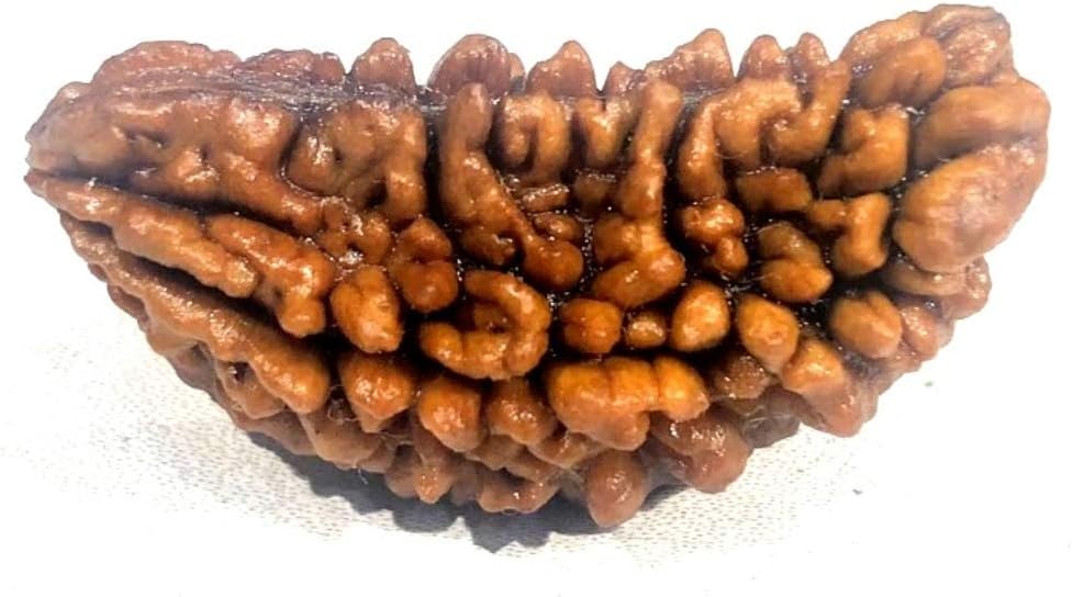 Ramneek jewels Divya Shakti 100% Original One Face Rudraksha ( 1 Mukhi Rudraksh ) 20 M.M Standard Brown