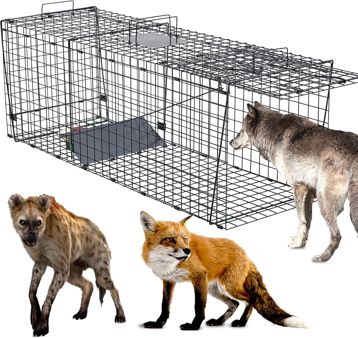 Large 59 Inch Coyote Trap,Humane Live Animals Trap 2-Doors,Catch and Release Coyotes,Dogs,Foxes and Other Animals