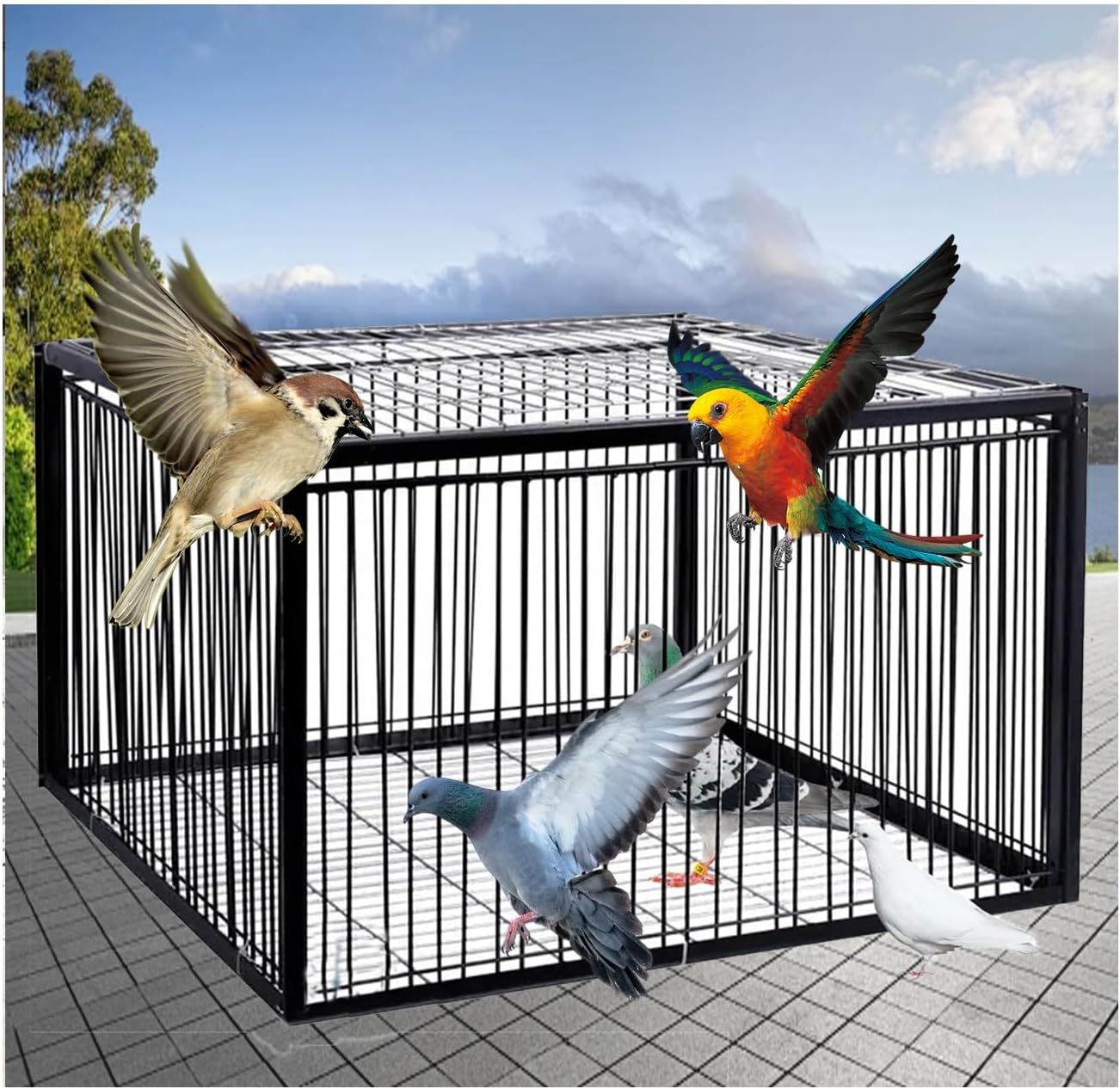 Cage Feral Pigeon Humane Way,One-Way Entrance Trapping U-Trap Door for Quail Doves Complete Accessories, Simple Structure, Suitable for Outdoor use(Black,100 * 60cm)
