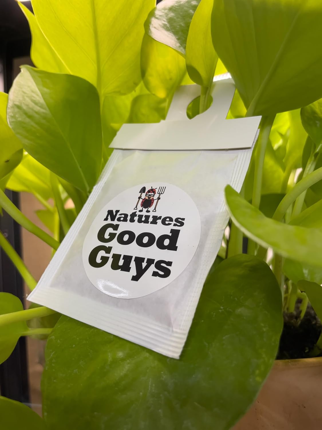 Natures Good Guys - Amblyseius swirskii (100 Sachets with 250 Mites)