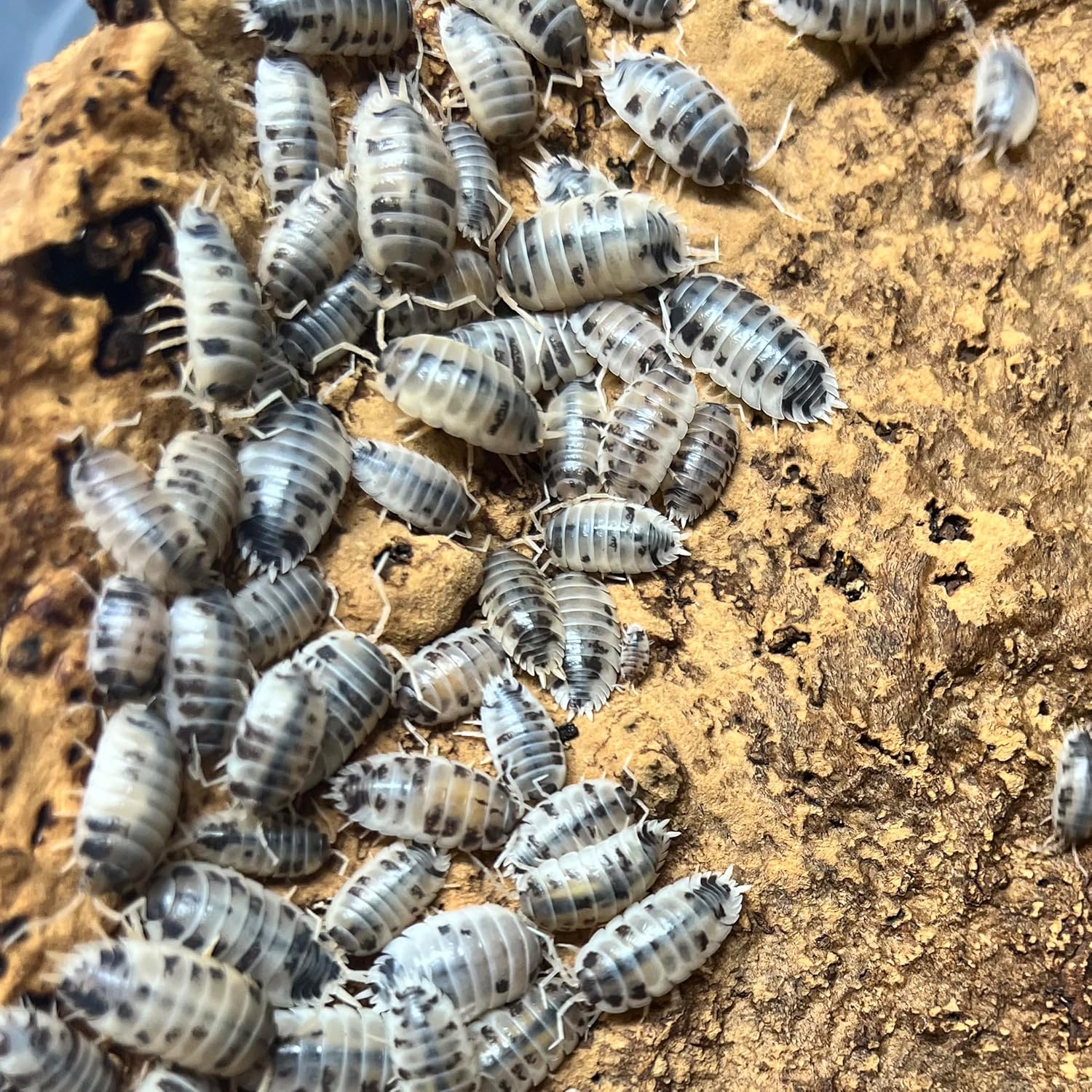 Live Dairy Cow Isopods - Porcellio laevis - Assorted Sizes - Terrarium Cleaner Crew - Live Arrival Guaranteed (100 ct.)