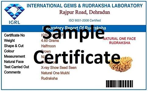 Ramneek jewels Divya Shakti 100% Original One Face Rudraksha ( 1 Mukhi Rudraksh ) 20 M.M Standard Brown