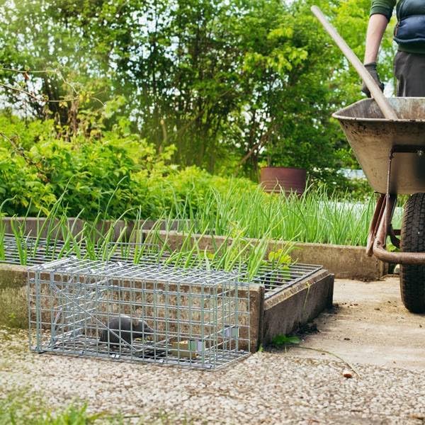 2-Pack Humane Mouse Traps – Instant-Lock One-Way Door, 2 mm Galvanized Metal, Safe for Kids & Pets, Indoor/Outdoor Reusable Catcher, Easy-Set & Release