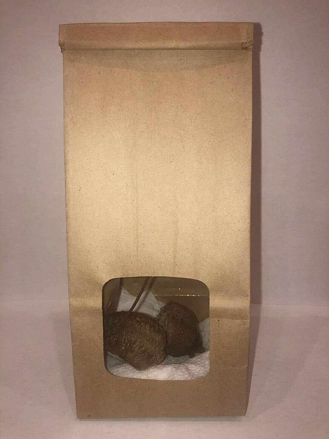 8 Live Large Chinese Ootheca Praying Mantis Eggs Fresh + Free Hatching Bag