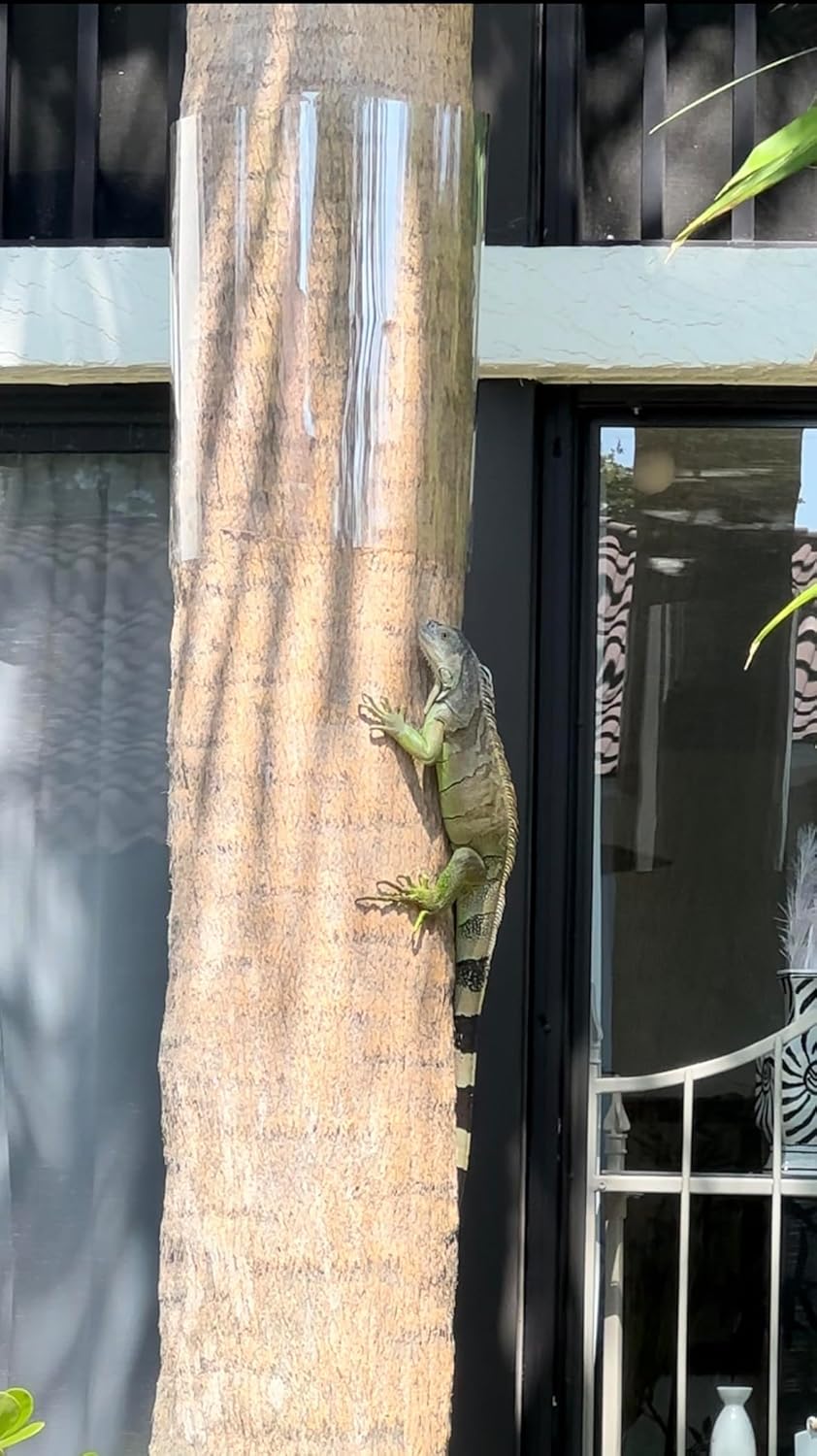 Iguana Tree Wrap for Iguana Prevention (93