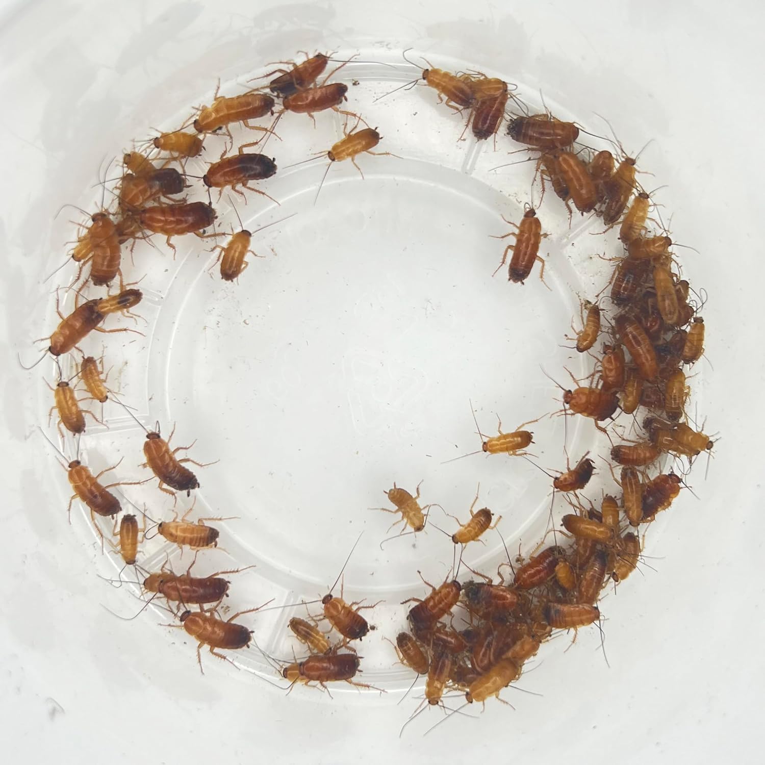 Extra Small Red Runner Roaches (1/8