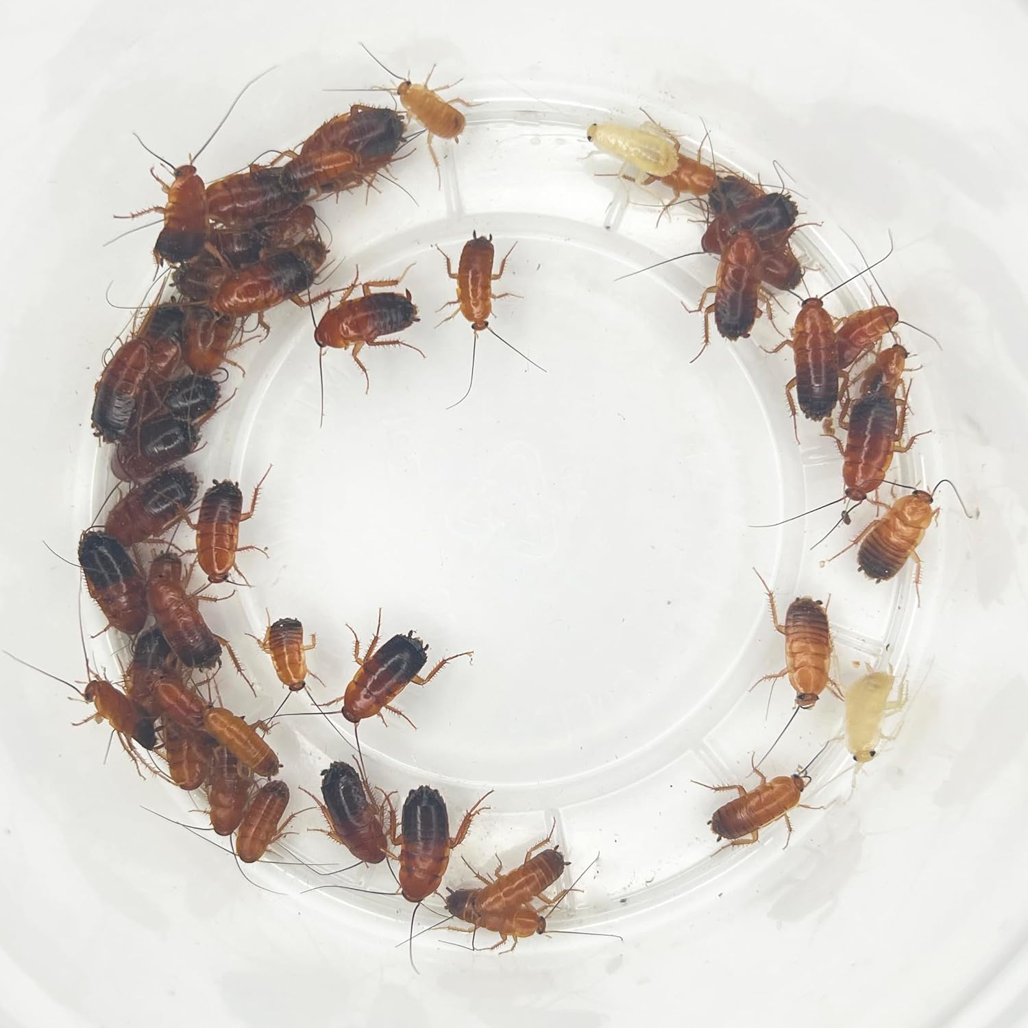 Medium Red Runner Roaches (1/4